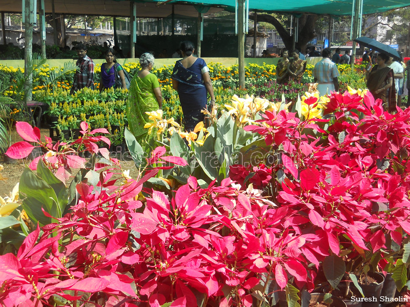 flower-show-2012 (17)